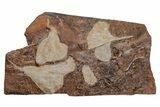 Five Fossil Ginkgo Leaves From North Dakota - Paleocene #215484-1